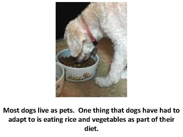 Most dogs live as pets. One thing that dogs have had to adapt to