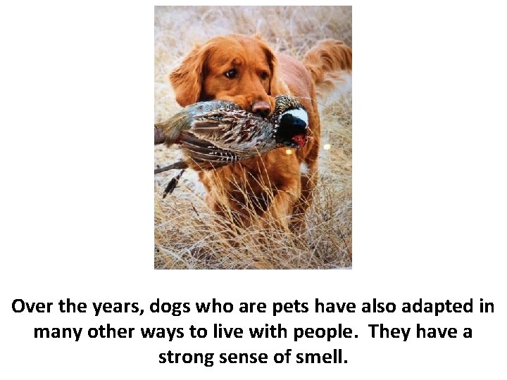 Over the years, dogs who are pets have also adapted in many other ways