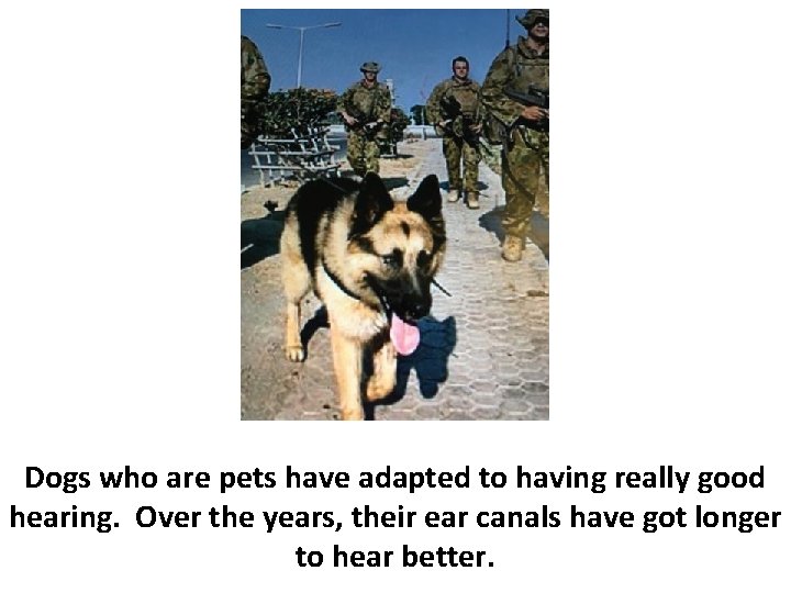 Dogs who are pets have adapted to having really good hearing. Over the years,