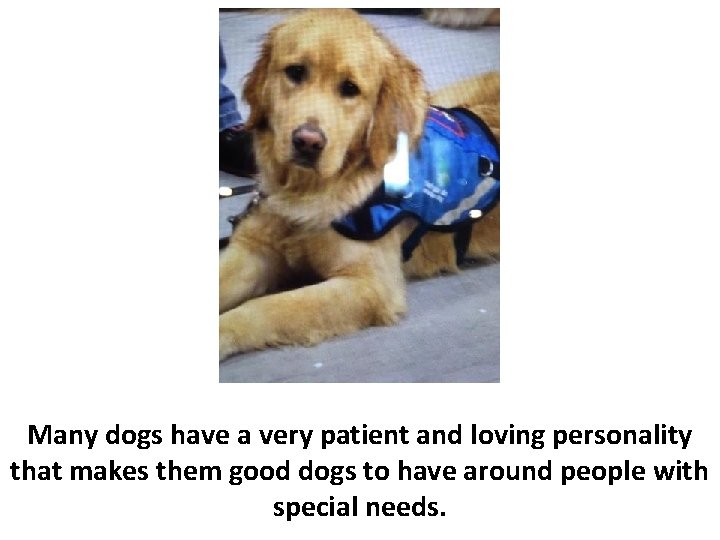 Many dogs have a very patient and loving personality that makes them good dogs