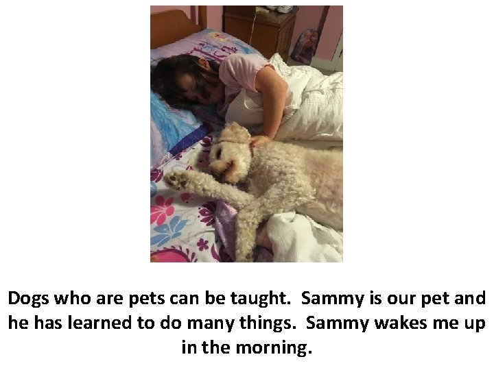 Dogs who are pets can be taught. Sammy is our pet and he has