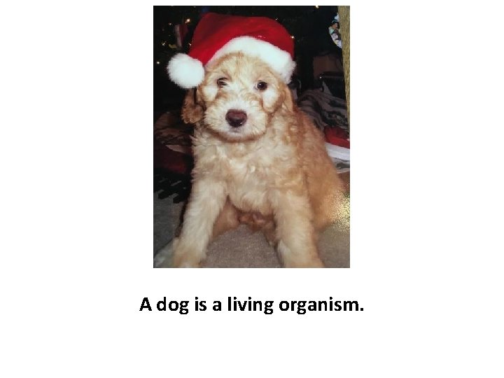 A dog is a living organism. 