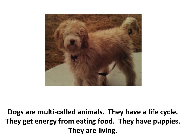 Dogs are multi-called animals. They have a life cycle. They get energy from eating