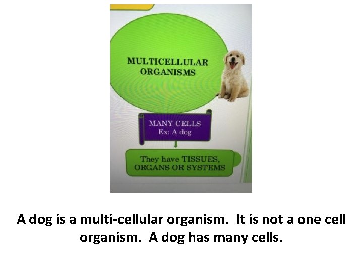 A dog is a multi-cellular organism. It is not a one cell organism. A