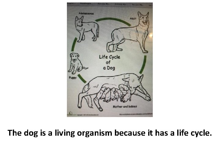 The dog is a living organism because it has a life cycle. 