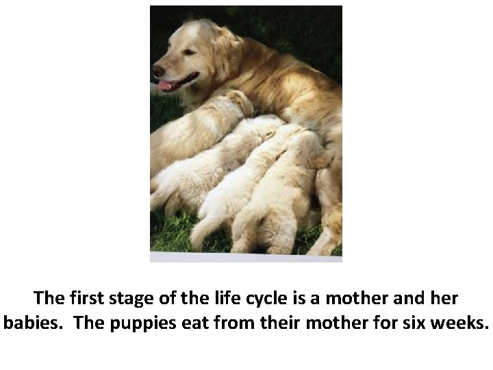 The first stage of the life cycle is a mother and her babies. The