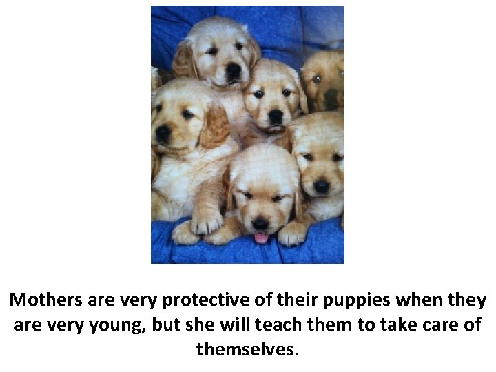 Mothers are very protective of their puppies when they are very young, but she