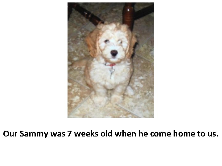 Our Sammy was 7 weeks old when he come home to us. 