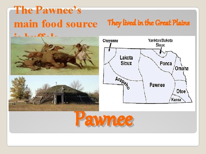 The Pawnee’s main food source is buffalo They lived in the Great Plains Pawnee