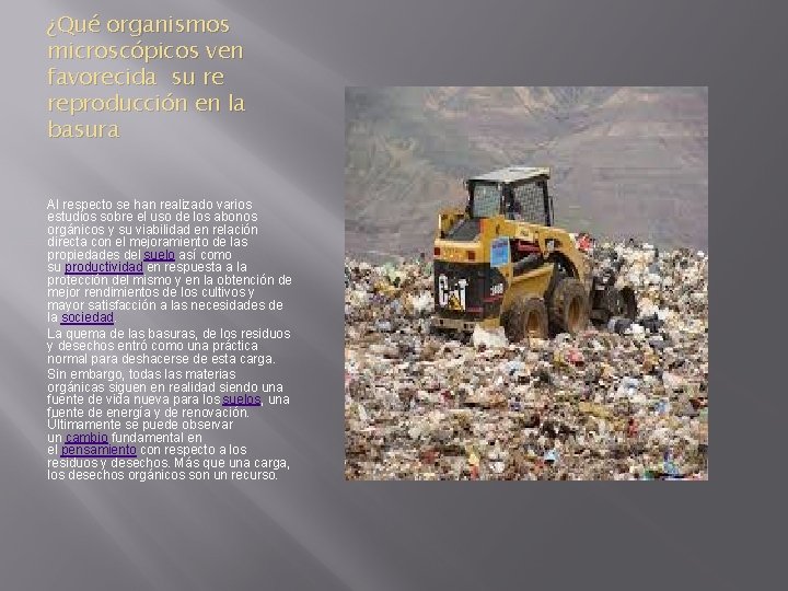 ¿Qué organismos microscópicos ven favorecida su re reproducción en la basura Al respecto se ¿Qué organismos microscópicos ven favorecida su re reproducción en la basura Al respecto se