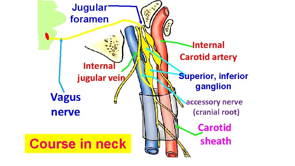 Jugular foramen Internal jugular vein Vagus nerve Course in neck Internal Carotid artery Superior,