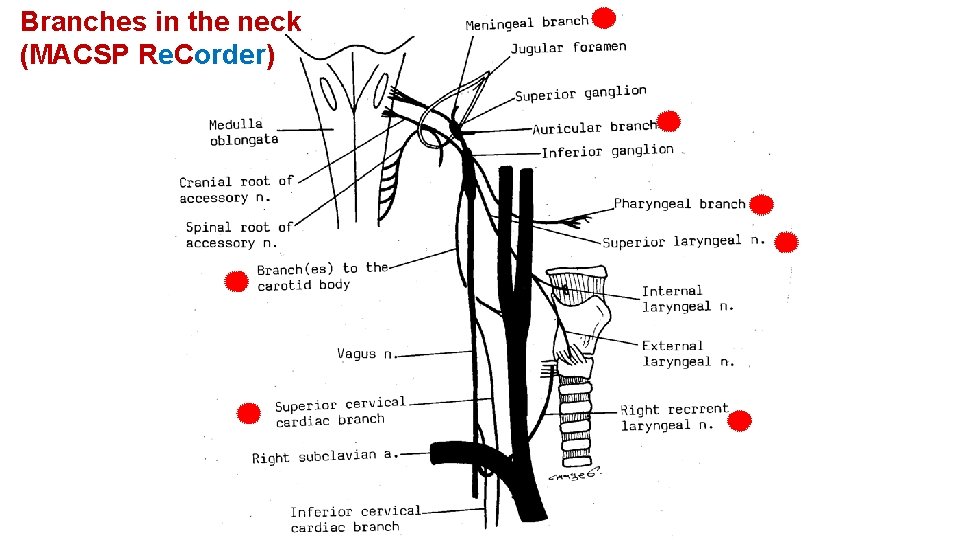 Branches in the neck (MACSP Re. Corder) 