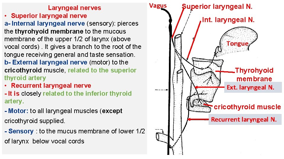 Laryngeal nerves • Superior laryngeal nerve a- Internal laryngeal nerve (sensory): pierces the thyrohyoid