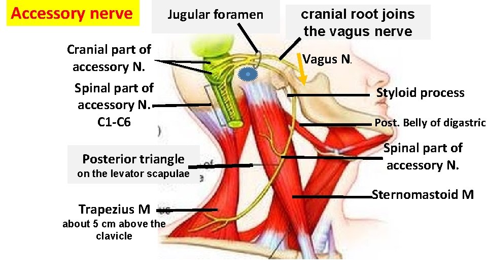 Accessory nerve Jugular foramen Cranial part of accessory N. Spinal part of accessory N.