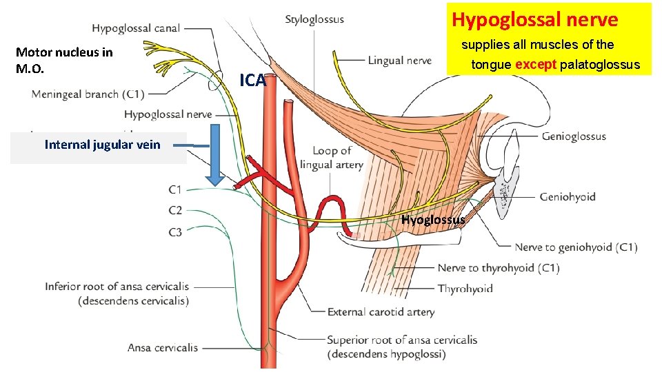Hypoglossal nerve Motor nucleus in M. O. supplies all muscles of the tongue except