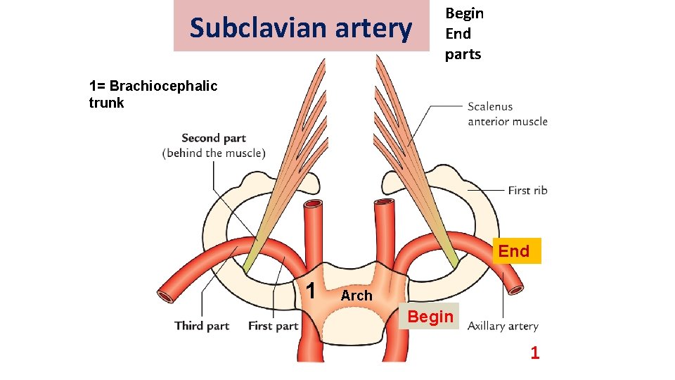 Subclavian artery Begin End parts 1= Brachiocephalic trunk End 1 Arch Begin 1 