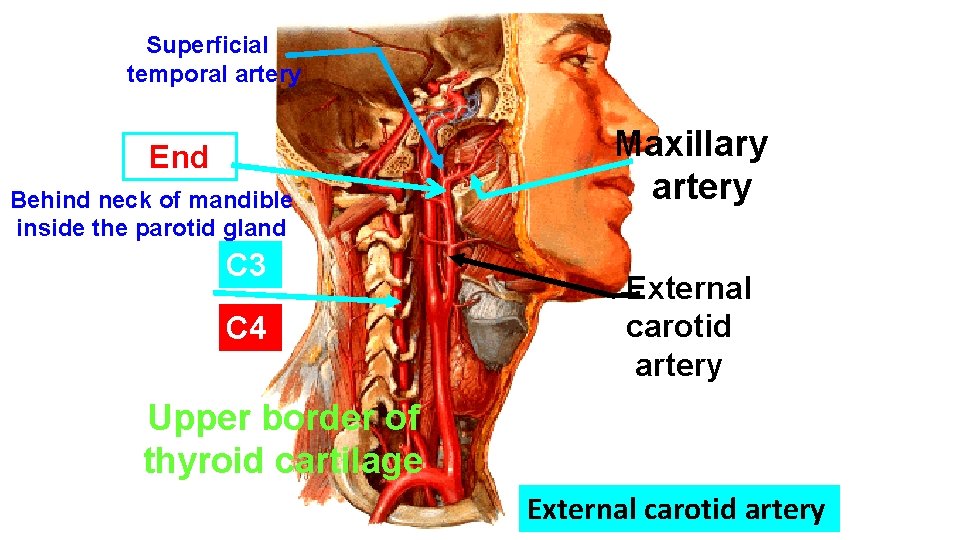 Superficial temporal artery End Behind neck of mandible inside the parotid gland C 3