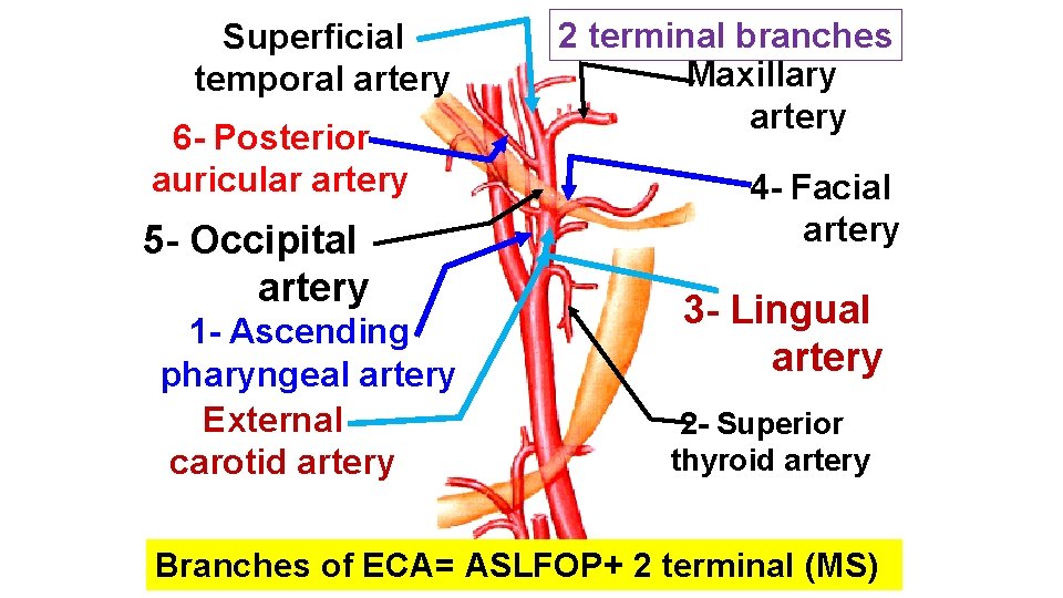 Superficial temporal artery 6 - Posterior auricular artery 5 - Occipital artery 1 -