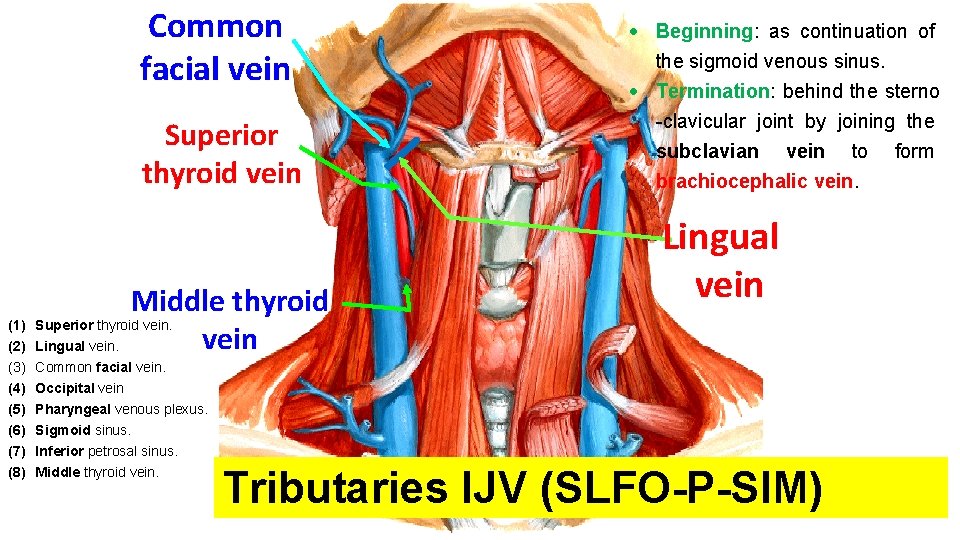 Common facial vein Superior thyroid vein Middle thyroid (1) Superior thyroid vein (2) Lingual