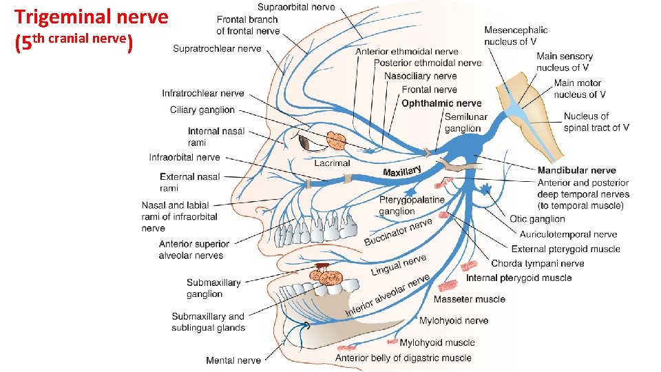Trigeminal nerve (5 th cranial nerve) 