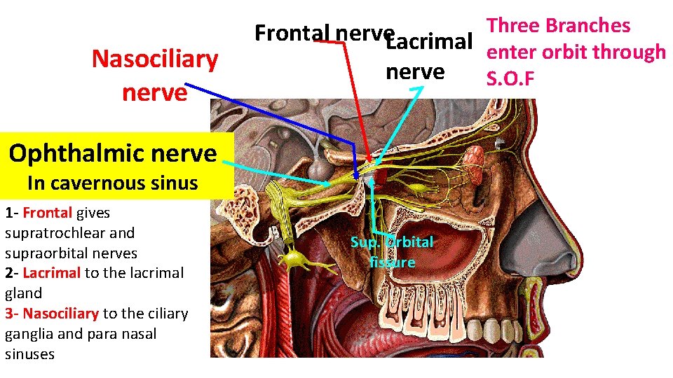 Nasociliary nerve Frontal nerve. Lacrimal Three Branches nerve Ophthalmic nerve In cavernous sinus 1