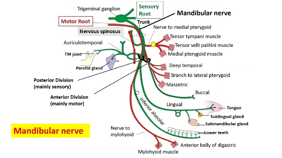 Nervous spinosus Mandibular nerve 