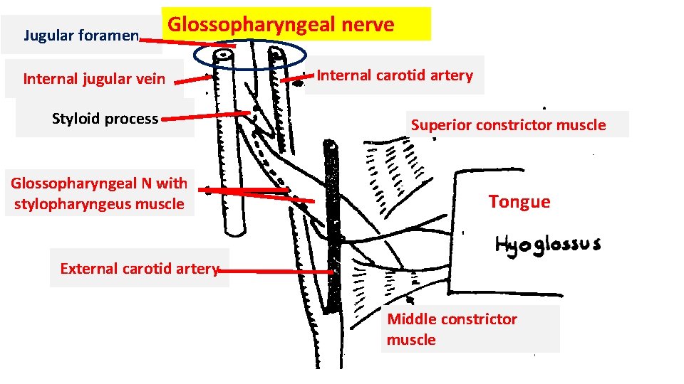 Jugular foramen Glossopharyngeal nerve Internal jugular vein Styloid process Glossopharyngeal N with stylopharyngeus muscle