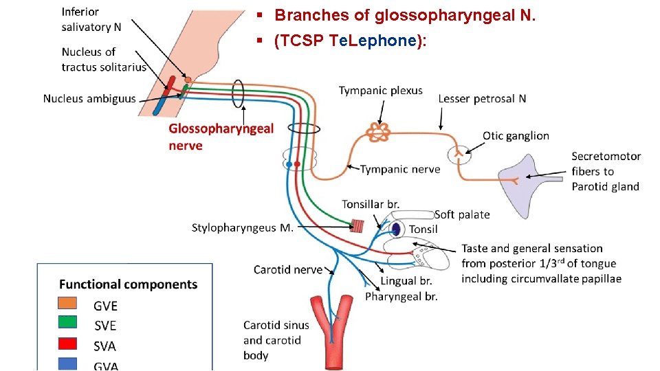  Branches of glossopharyngeal N. (TCSP Te. Lephone): 