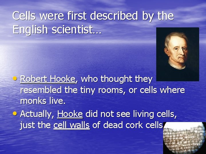 Cells were first described by the English scientist… • Robert Hooke, who thought they