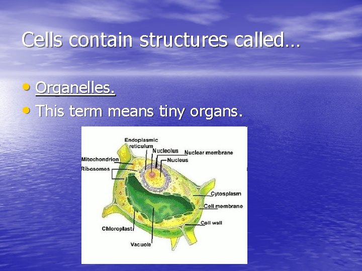 Cells contain structures called… • Organelles. • This term means tiny organs. 