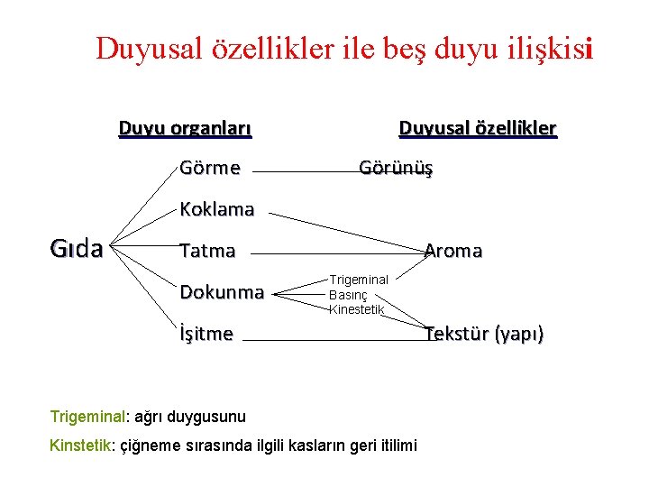 Duyusal özellikler ile beş duyu ilişkisi Duyu organları Görme Duyusal özellikler Görünüş Koklama Gıda