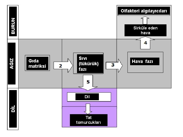 AĞIZ BURUN Olfaktori algılayıcıları Sirküle eden hava Gıda matriksi Sıvı (tükürük) fazı DİL Dil