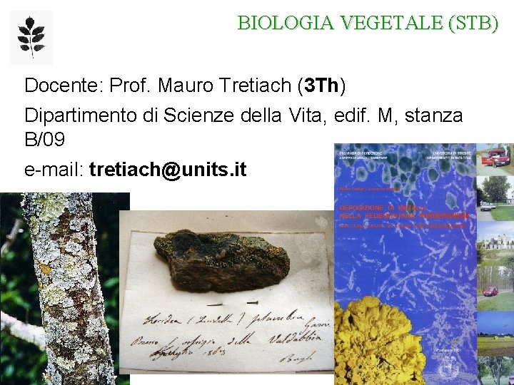 BIOLOGIA VEGETALE (STB) Docente: Prof. Mauro Tretiach (3 Th) Dipartimento di Scienze della Vita,