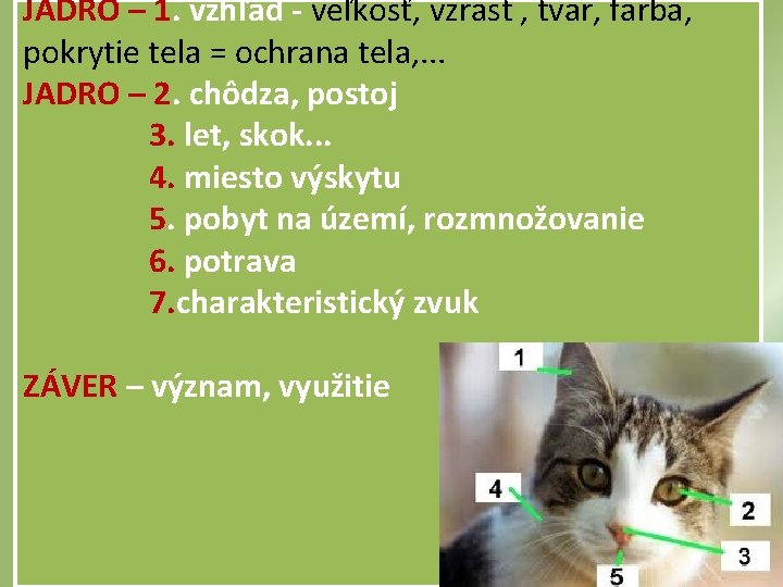 JADRO – 1. vzhľad - veľkosť, vzrast , tvar, farba, pokrytie tela = ochrana