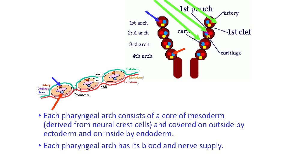  • Each pharyngeal arch consists of a core of mesoderm (derived from neural