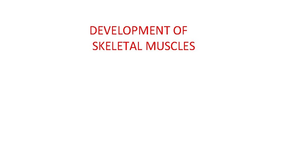 DEVELOPMENT OF SKELETAL MUSCLES 