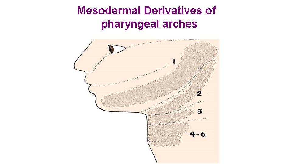 Mesodermal Derivatives of pharyngeal arches 