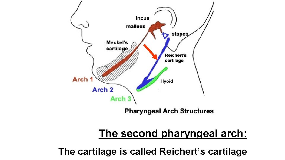 The second pharyngeal arch: The cartilage is called Reichert’s cartilage 