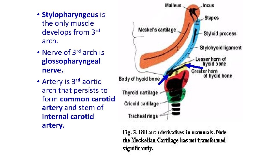  • Stylopharyngeus is the only muscle develops from 3 rd arch. • Nerve