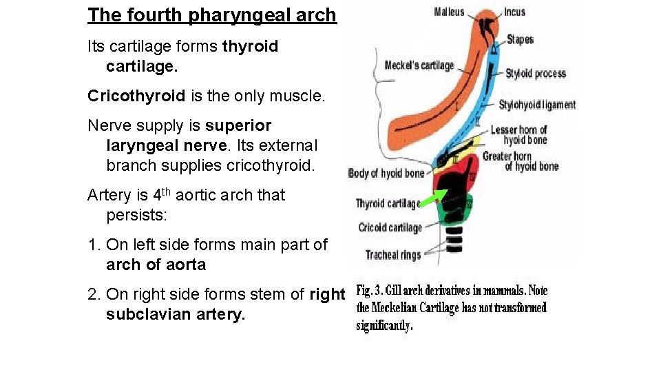 The fourth pharyngeal arch Its cartilage forms thyroid cartilage. Cricothyroid is the only muscle.