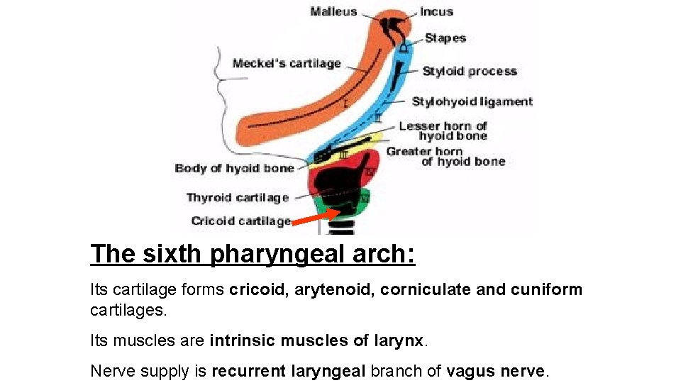 The sixth pharyngeal arch: Its cartilage forms cricoid, arytenoid, corniculate and cuniform cartilages. Its