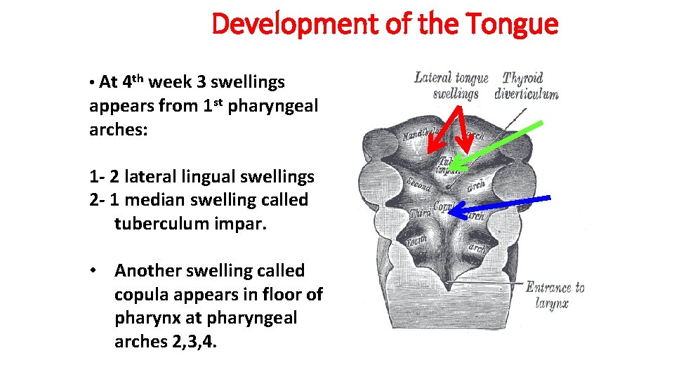 Development of the Tongue • At 4 th week 3 swellings appears from 1