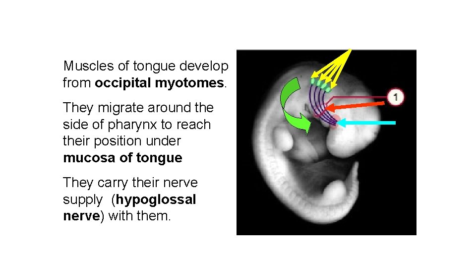 Muscles of tongue develop from occipital myotomes. They migrate around the side of pharynx