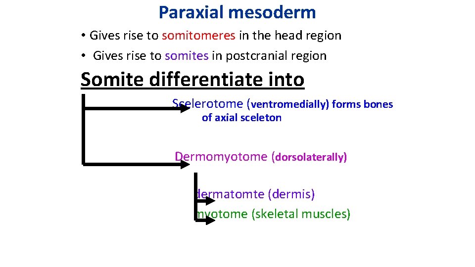 Paraxial mesoderm • Gives rise to somitomeres in the head region • Gives rise