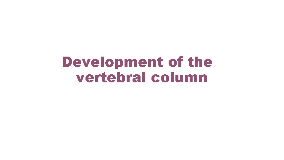 Development of the vertebral column 