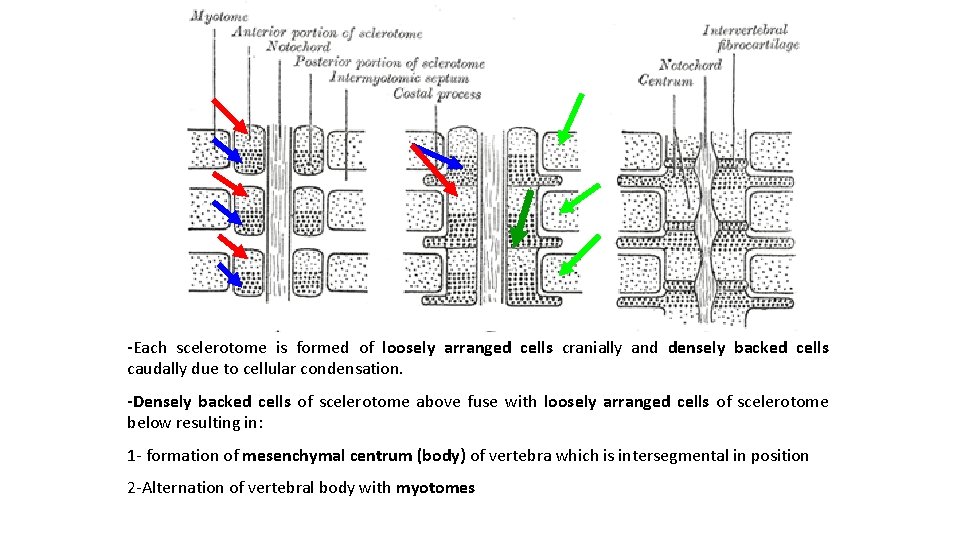 -Each scelerotome is formed of loosely arranged cells cranially and densely backed cells caudally