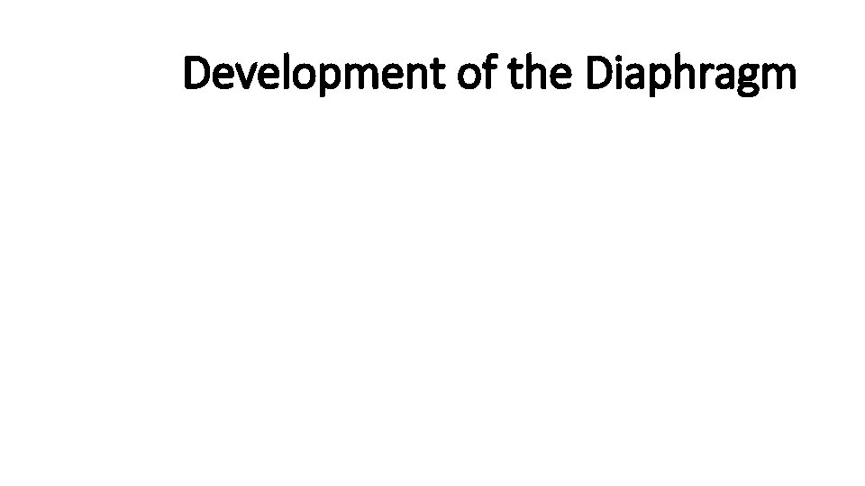 Development of the Diaphragm 