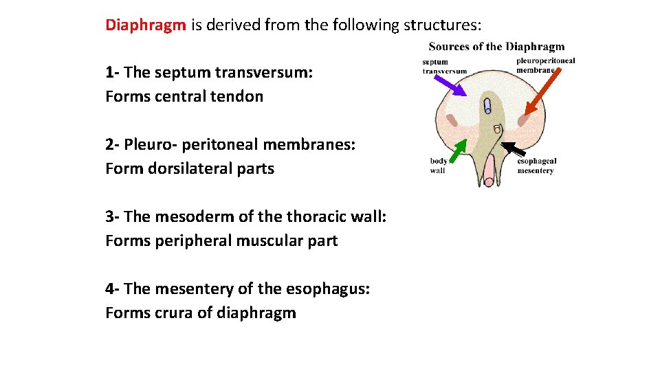 Diaphragm is derived from the following structures: 1 - The septum transversum: Forms central