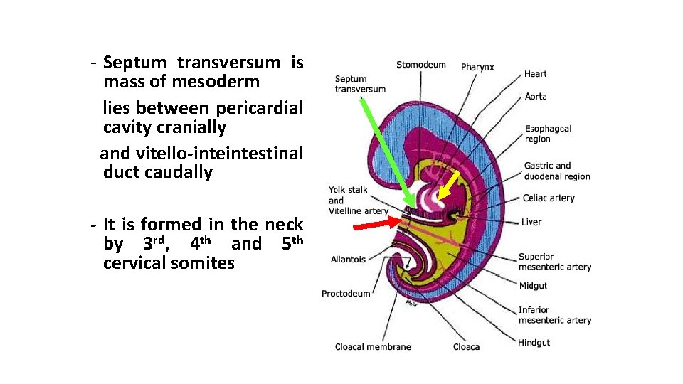 - Septum transversum is mass of mesoderm lies between pericardial cavity cranially and vitello-intestinal