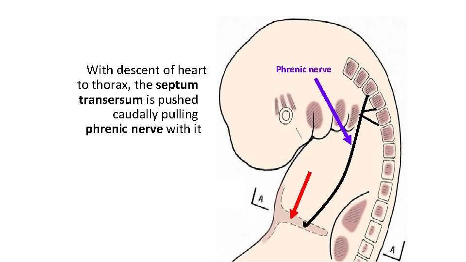 With descent of heart to thorax, the septum transersum is pushed caudally pulling phrenic